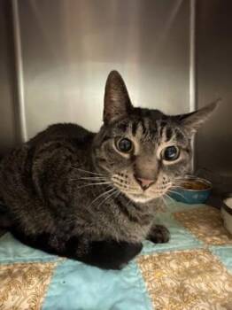 Winston -  Domestic Short Hair Cat for Adoption in Bellingham, Washington - Winston | PetCurious