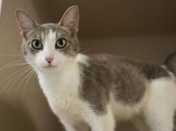Ferguson -  Domestic Short Hair Cat for Adoption in Bowling Green, Kentucky - Ferguson | PetCurious
