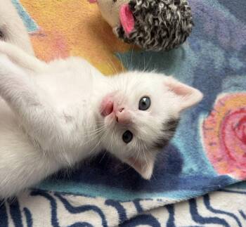 Addie -  American Shorthair Cat for Adoption in Orlando, Florida - Addie | PetCurious