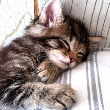 Percival -  Domestic Short Hair Cat for Adoption in Keizer, Oregon - Percival | PetCurious