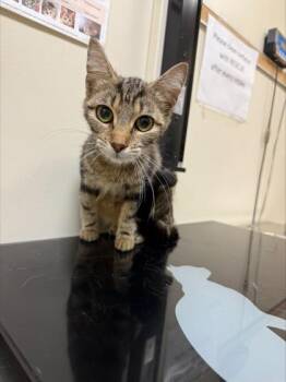 BB -  Domestic Short Hair Cat for Adoption in West Chester, Pennsylvania - BB | PetCurious