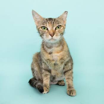 Firecracker -  Domestic Short Hair Cat for Adoption in Franklin, Tennessee - Firecracker | PetCurious