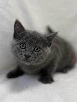 Domestic Short Hair Cats Available for Adoption in Greensboro, North Carolina - Saoirse | PetCurious