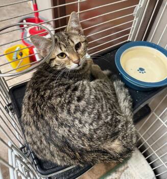 Domestic Medium Hair Cats Available for Adoption - CAT - Blossom | PetCurious