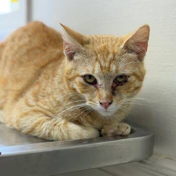 Domestic Short Hair Cats Available for Adoption in Tuscaloosa, Alabama - Chester | PetCurious