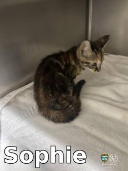 Sophie -  Domestic Short Hair Cat for Adoption in Rocky Mount, North Carolina - Sophie | PetCurious