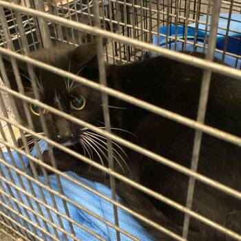 Max -  Domestic Short Hair Cat for Adoption in Montgomery, Alabama - Max | PetCurious