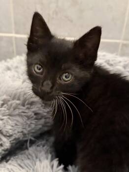 Peep -  Domestic Short Hair Cat for Adoption in Bayonne, New Jersey - Peep | PetCurious
