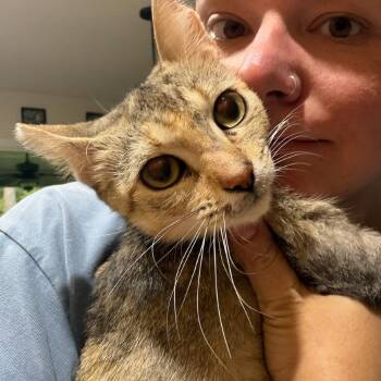 Yoshi -  Domestic Short Hair Cat for Adoption in Melrose, Florida - Yoshi | PetCurious