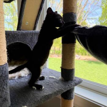Domestic Short Hair Cats Available for Adoption in Chaska, Minnesota - Squid | PetCurious