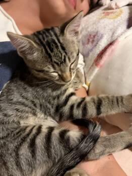 Junior -  Domestic Short Hair Cat for Adoption in Phoenix, Arizona - Junior | PetCurious