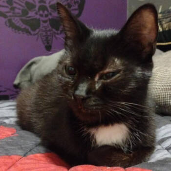 Rescue Domestic Short Hair Cats for Adoption in Winchester, Virginia - Domino | PetCurious