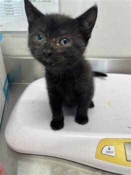 Rescue Domestic Short Hair Cats for Adoption in West Chester, Pennsylvania - Cove | PetCurious