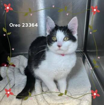 OREO (see also COOKIE) -  Domestic Short Hair Cat for Adoption in Marietta, Georgia - OREO (see Also COOKIE) | PetCurious