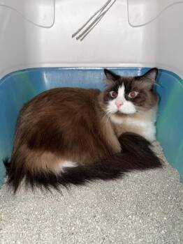 Birdie -  Snowshoe Cat for Adoption in Ontario, California - Birdie | PetCurious