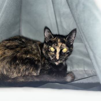 Rescue Domestic Short Hair Cats for Adoption in Charleston, West Virginia - Lagoona Blue | PetCurious