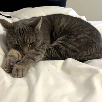 Rescue Domestic Short Hair Cats for Adoption in Harrisonburg, Virginia - Pekka | PetCurious