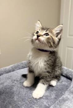 Liberty -  Domestic Short Hair Cat for Adoption in The Woodlands, Texas - Liberty | PetCurious
