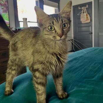 Millie Kittie Brown -  Domestic Medium Hair Cat for Adoption in San Antonio, Texas - Millie Kittie Brown | PetCurious