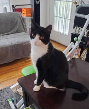 Rescue Domestic Short Hair Cats for Adoption in Caldwell, New Jersey - Joey | PetCurious