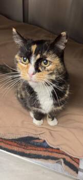 Calico Cats Available for Adoption in Scottsdale, Arizona - Jasmine | PetCurious