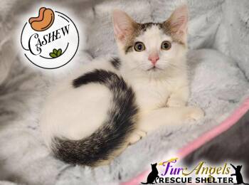 Rescue Domestic Short Hair Cats for Adoption in Ottawa Hills, Ohio - Cashew | PetCurious