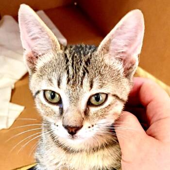 Rufus - s -  Domestic Short Hair Cat for Adoption in Sequatchie, Tennessee - Rufus - S | PetCurious