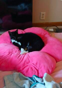 Boots -  Domestic Short Hair Cat for Adoption in Weldon, Illinois - Boots | PetCurious