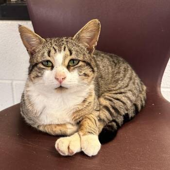 Domestic Short Hair Cats Available for Adoption in Gloucester, Virginia - Yahtzee | PetCurious