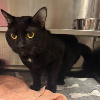 Domestic Short Hair Cats Available for Adoption in Springfield, Illinois - Photon | PetCurious