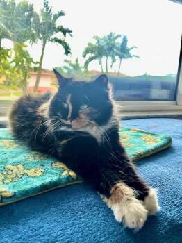 Domestic Short Hair Cats Available for Adoption in Palmetto, Florida - TINY TINA | PetCurious