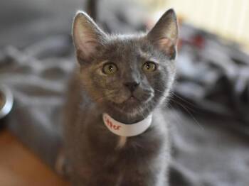 Pepper -  Domestic Short Hair Cat for Adoption in Portland, Oregon - Pepper | PetCurious