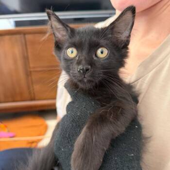 Stella -  Domestic Short Hair Cat for Adoption in Las Vegas, Nevada - Stella | PetCurious