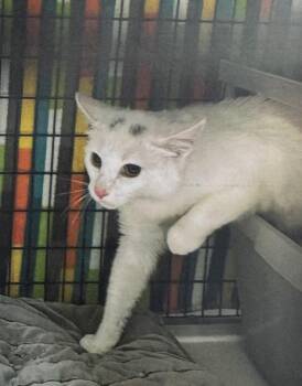 Domestic Short Hair Cats Available for Adoption in Fort Madison, Iowa - Houdini | PetCurious