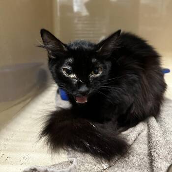 Gidget -  Domestic Medium Hair Cat for Adoption in Blue Ridge, Georgia - Gidget | PetCurious