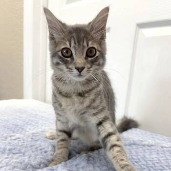 Ivory -  Domestic Medium Hair Cat for Adoption in Medford, Oregon - Ivory | PetCurious