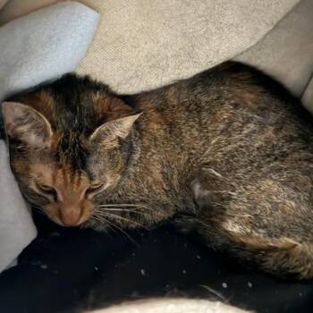 Domestic Short Hair Cats Available for Adoption in Cumming, Georgia - Lacy | PetCurious