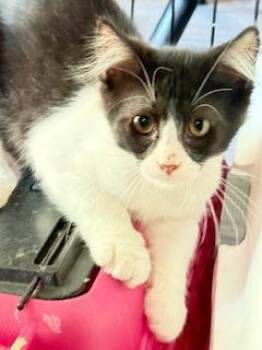 Rescue Maine Coon Cats for Adoption in Parlier, California - Moe | PetCurious