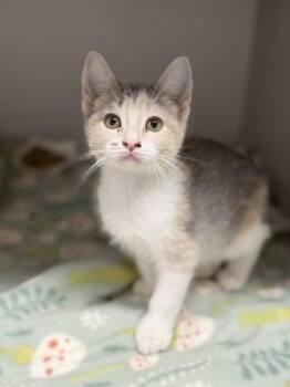 Diva Plavalaguna -  Domestic Short Hair Cat for Adoption in Sacramento, California - Diva Plavalaguna | PetCurious