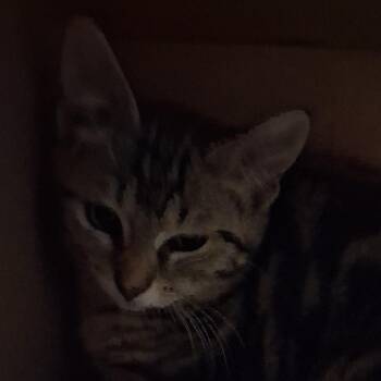 Kip -  Domestic Short Hair Cat for Adoption in Marion, Illinois - Kip | PetCurious