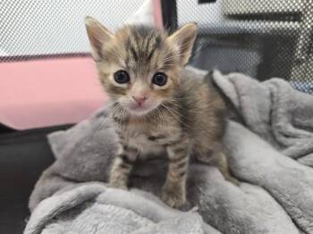 Domestic Short Hair Cats Available for Adoption in Fort Lauderdale, Florida - A2475465 | PetCurious
