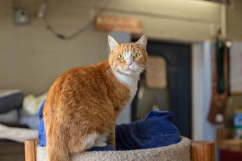 Julie -  Domestic Short Hair Cat for Adoption in Landenberg, Pennsylvania - Julie | PetCurious