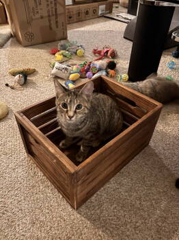 Rescue Domestic Short Hair Cats for Adoption in Walled Lake, Michigan - Elliot (must Be Adopted With Persey) | PetCurious