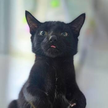 Ranger -  Domestic Short Hair Cat for Adoption in Chapel Hill, North Carolina - Ranger | PetCurious