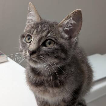 Oz -  Domestic Short Hair Cat for Adoption in Fairfax, Virginia - Oz | PetCurious