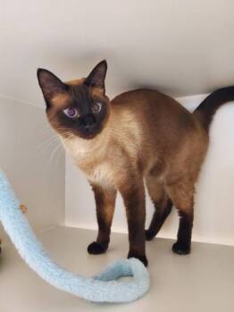 Dobby -  Siamese and Domestic Short Hair Cat for Adoption in Fairfax, Virginia - Dobby | PetCurious
