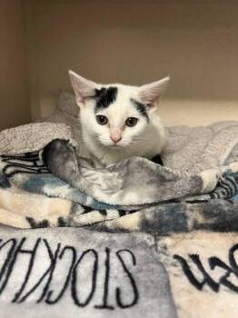 Domestic Short Hair Cats Available for Adoption - Indy | PetCurious