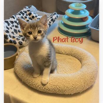 Phat Boy -  Domestic Short Hair Cat for Adoption in Parkersburg, West Virginia - Phat Boy | PetCurious