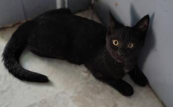 Rescue Domestic Short Hair Cats for Adoption in Ottawa Hills, Ohio - Falcon | PetCurious