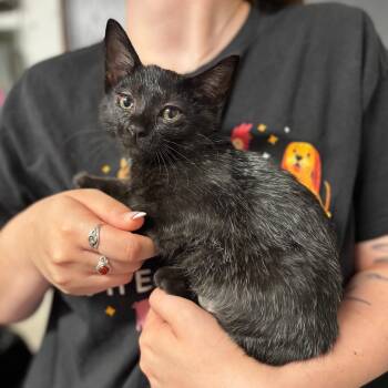 Soot -  Domestic Short Hair Cat for Adoption in Edwardsville, Illinois - Soot | PetCurious